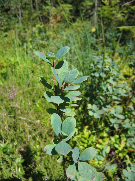 Vaccinium uliginosum